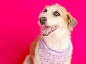 Cachorro raça SRD-ViraLata idade 2 anos nome Emy 