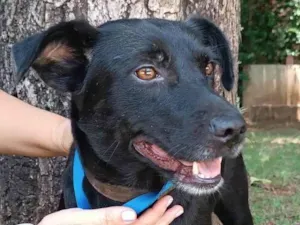 Cachorro raça SRD-ViraLata idade 3 anos nome Ipanema 