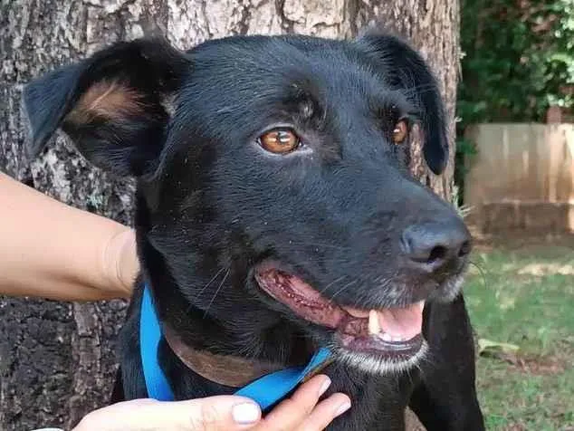 Cachorro ra a SRD-ViraLata idade 3 anos nome Ipanema 