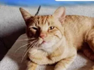 Gato raça SRD-ViraLata idade 2 anos nome Simba 