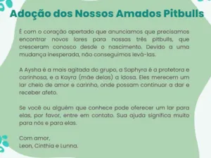 Cachorro raça Pit-Bull idade 6 ou mais anos nome Três Pitbulls fêmeas