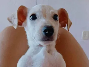 Cachorro raça Pinscher idade 7 a 11 meses nome Sky