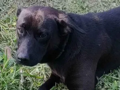 Cachorro raça SRD-ViraLata idade 2 anos nome Pitoco