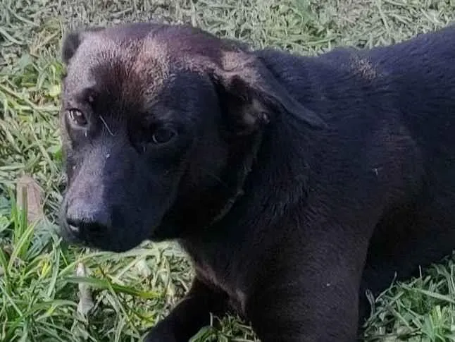 Cachorro ra a SRD-ViraLata idade 2 anos nome Pitoco