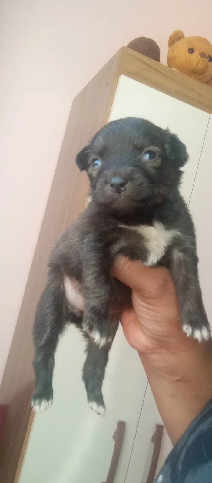 Cachorro ra a SRD-ViraLata idade Abaixo de 2 meses nome Filhotes