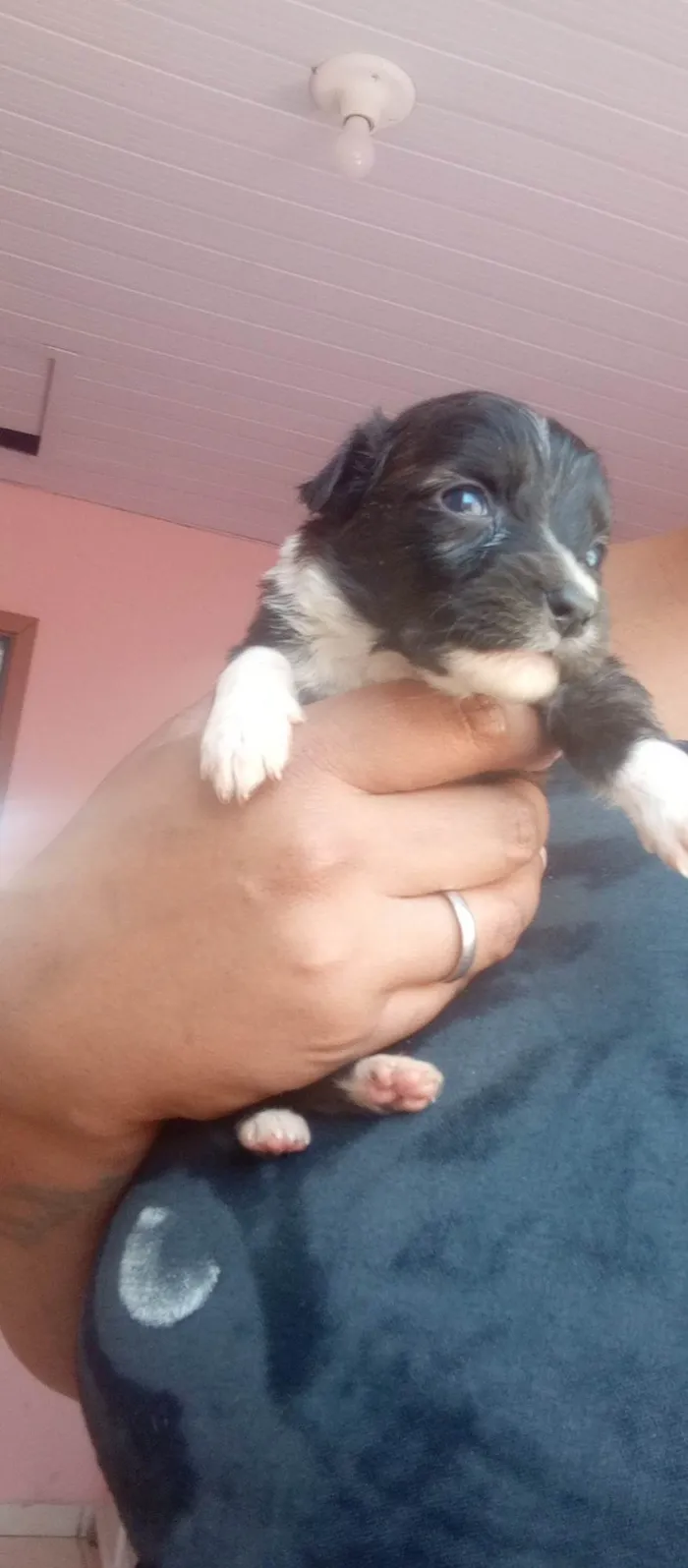 Cachorro ra a SRD-ViraLata idade Abaixo de 2 meses nome Filhotes