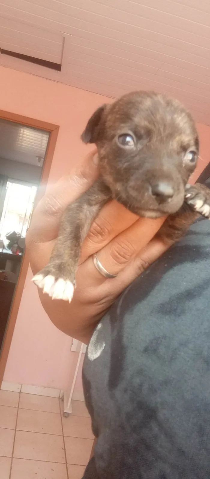 Cachorro ra a SRD-ViraLata idade Abaixo de 2 meses nome Filhotes