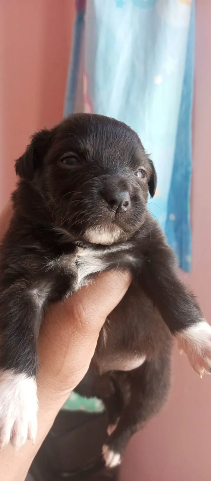 Cachorro ra a SRD-ViraLata idade Abaixo de 2 meses nome Filhotes