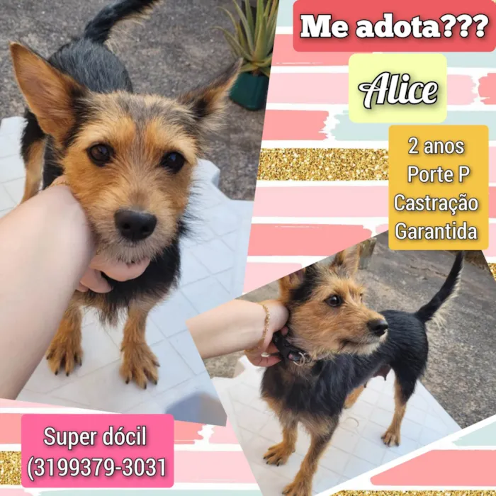 Cachorro ra a SRD-ViraLata idade 2 anos nome Alice