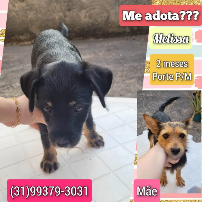 Cachorro ra a SRD-ViraLata idade 2 a 6 meses nome Melissa