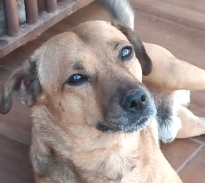 Cachorro ra a SRD-ViraLata idade 7 a 11 meses nome Ralf 