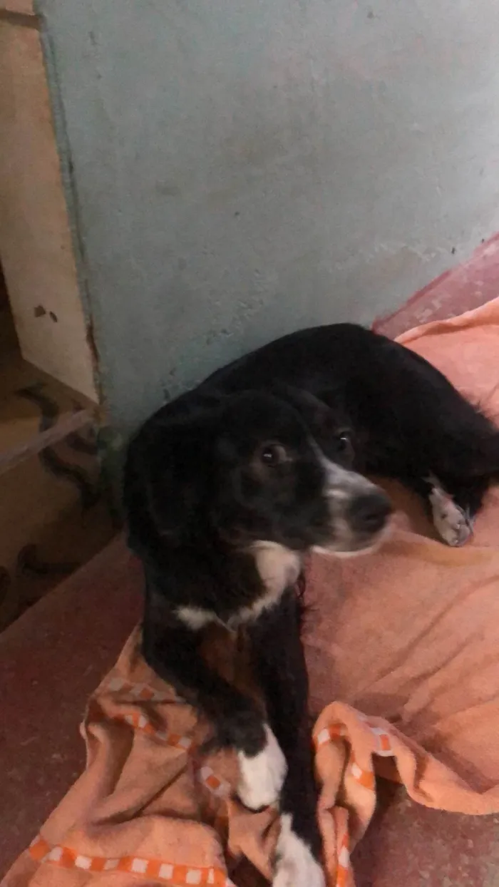 Cachorro ra a SRD-ViraLata idade 3 anos nome Lessie