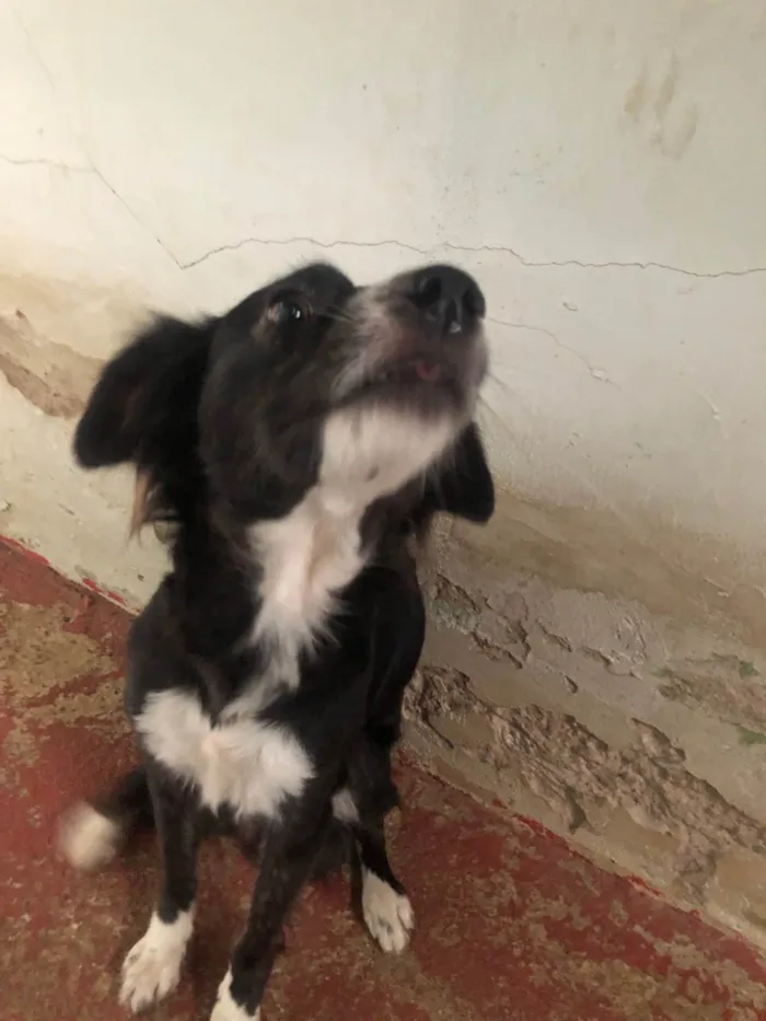 Cachorro ra a SRD-ViraLata idade 3 anos nome Lessie