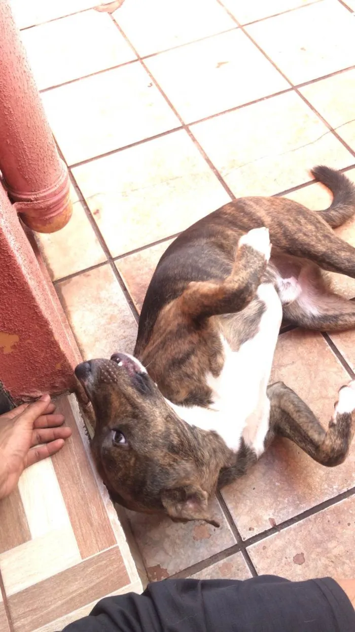 Cachorro ra a SRD-ViraLata idade 1 ano nome Billy