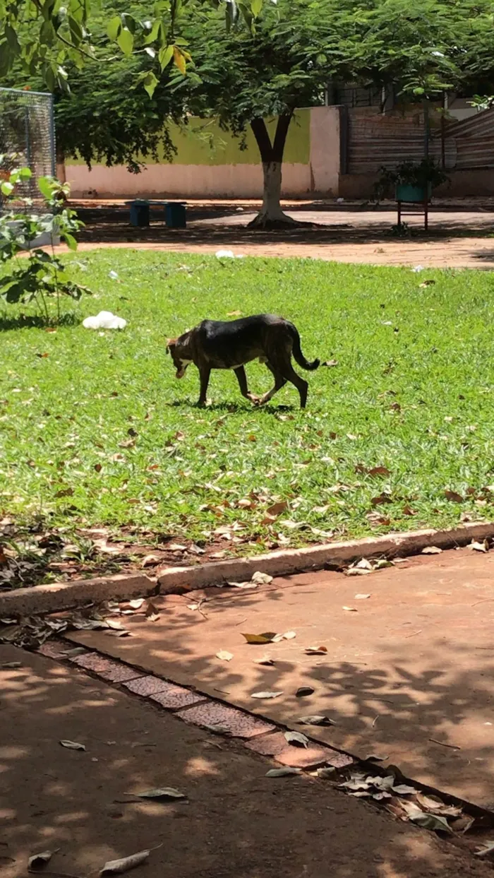 Cachorro ra a SRD-ViraLata idade 1 ano nome Billy