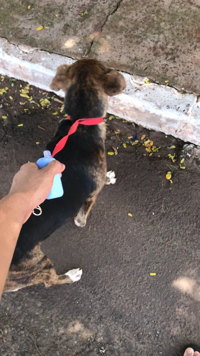 Cachorro ra a SRD-ViraLata idade 1 ano nome Billy