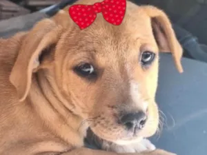 Cachorro raça SRD-ViraLata idade 2 a 6 meses nome Amora 