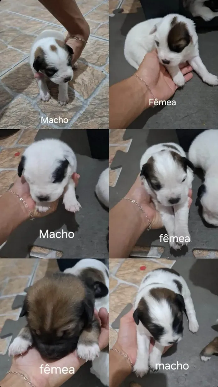 Cachorro ra a SRD-ViraLata idade Abaixo de 2 meses nome Sem Nome