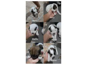 Cachorro raça SRD-ViraLata idade Abaixo de 2 meses nome Sem Nome