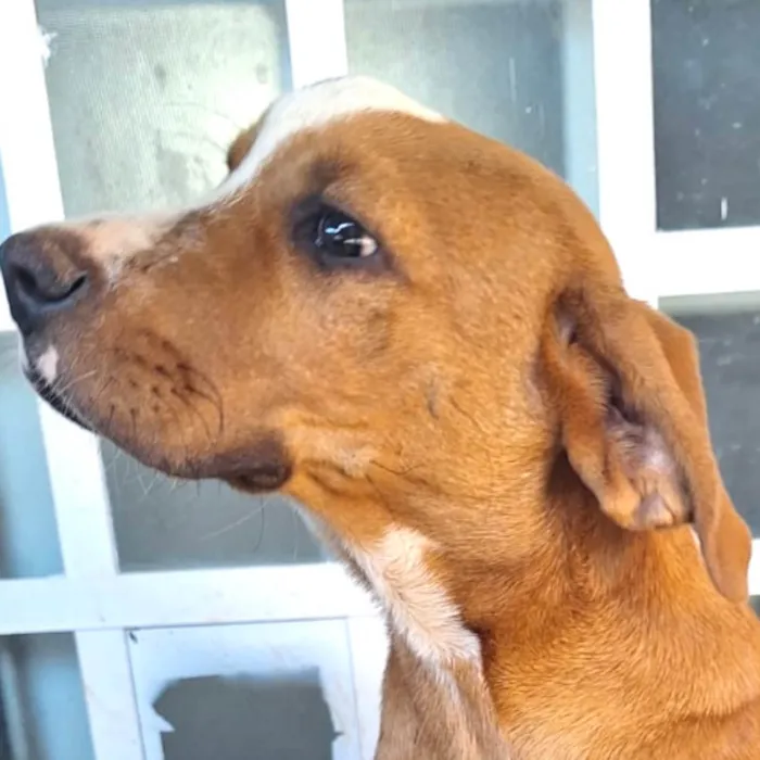 Cachorro ra a SRD-ViraLata idade 2 a 6 meses nome Teka 