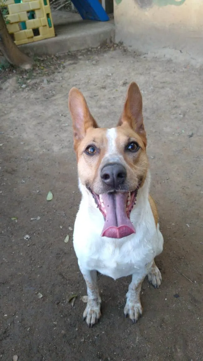 Cachorro ra a SRD-ViraLata idade 6 ou mais anos nome Kiba