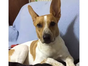 Cachorro raça SRD-ViraLata idade 6 ou mais anos nome Kiba