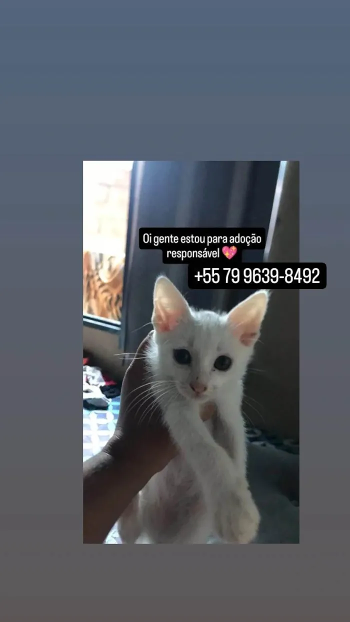 Gato ra a SRD-ViraLata idade Abaixo de 2 meses nome Branquinho 