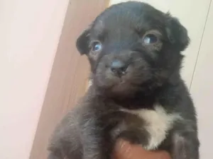 Cachorro raça SRD-ViraLata idade Abaixo de 2 meses nome Filhotes