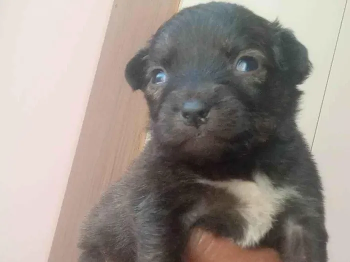 Cachorro ra a SRD-ViraLata idade Abaixo de 2 meses nome Filhotes