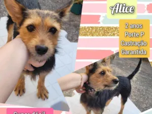 Cachorro raça SRD-ViraLata idade 2 anos nome Alice