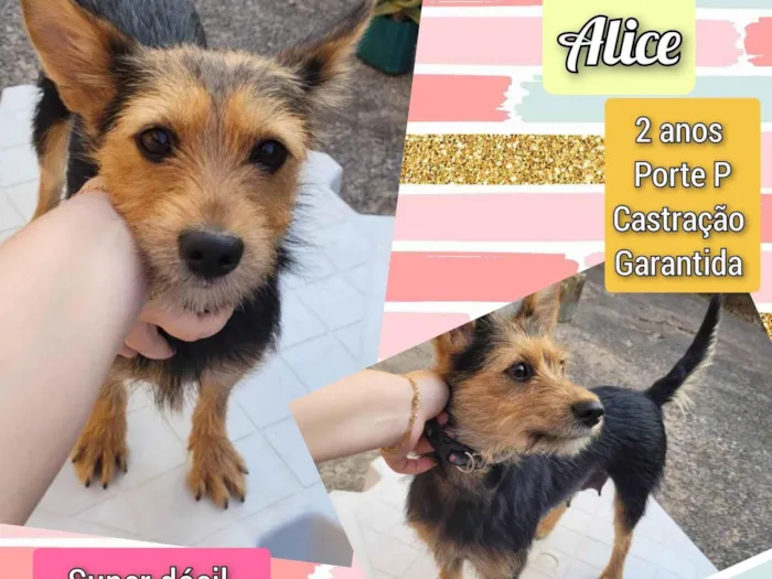 Cachorro ra a SRD-ViraLata idade 2 anos nome Alice