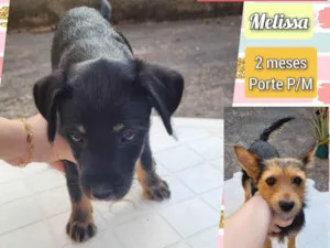 Cachorro raça SRD-ViraLata idade 2 a 6 meses nome Melissa