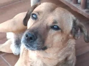 Cachorro raça SRD-ViraLata idade 7 a 11 meses nome Ralf 