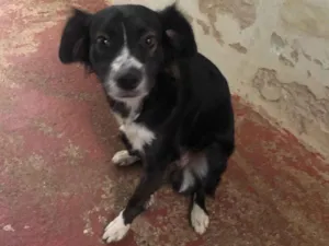 Cachorro raça SRD-ViraLata idade 3 anos nome Lessie