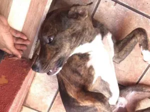 Cachorro raça SRD-ViraLata idade 1 ano nome Billy