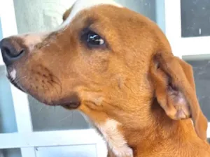 Cachorro raça SRD-ViraLata idade 2 a 6 meses nome Teka 