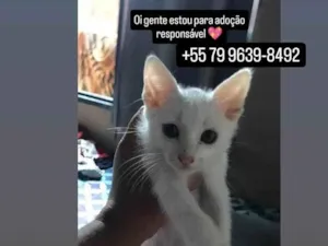 Gato raça SRD-ViraLata idade Abaixo de 2 meses nome Branquinho 