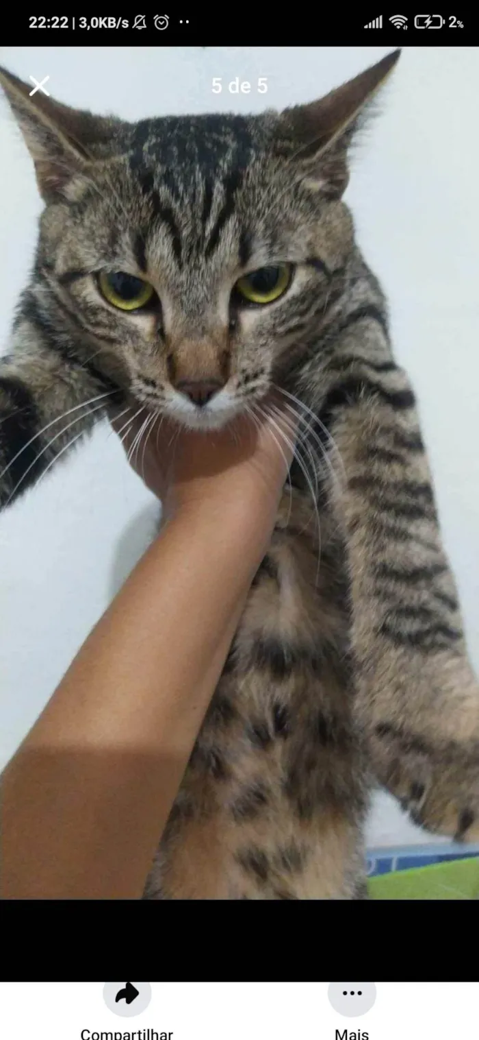 Gato ra a SRD-ViraLata idade 7 a 11 meses nome Princesa 