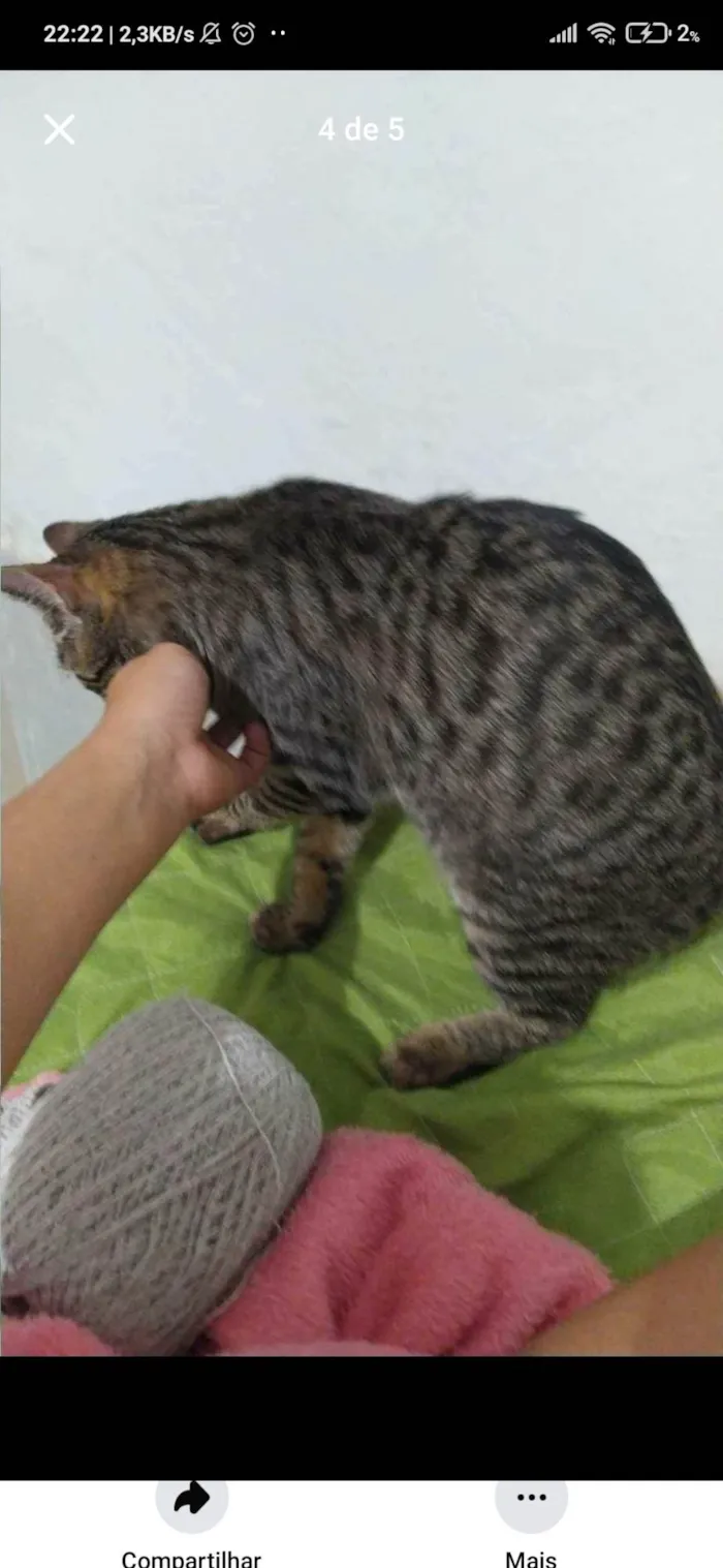 Gato ra a SRD-ViraLata idade 7 a 11 meses nome Princesa 