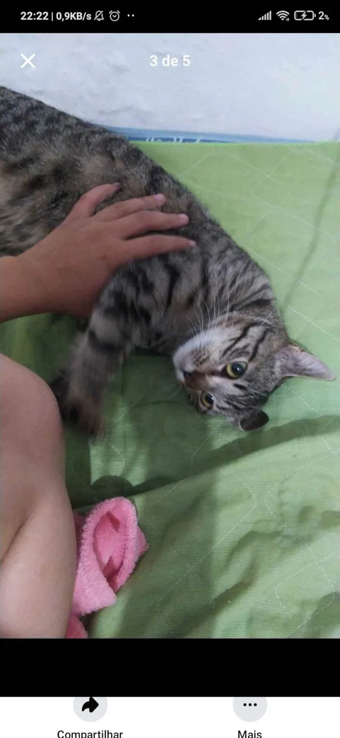 Gato ra a SRD-ViraLata idade 7 a 11 meses nome Princesa 