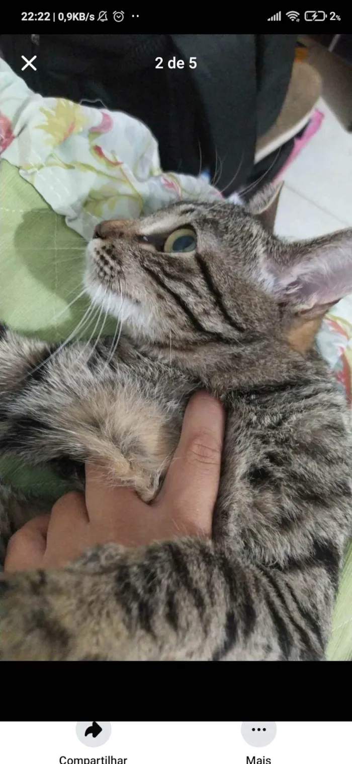 Gato ra a SRD-ViraLata idade 7 a 11 meses nome Princesa 