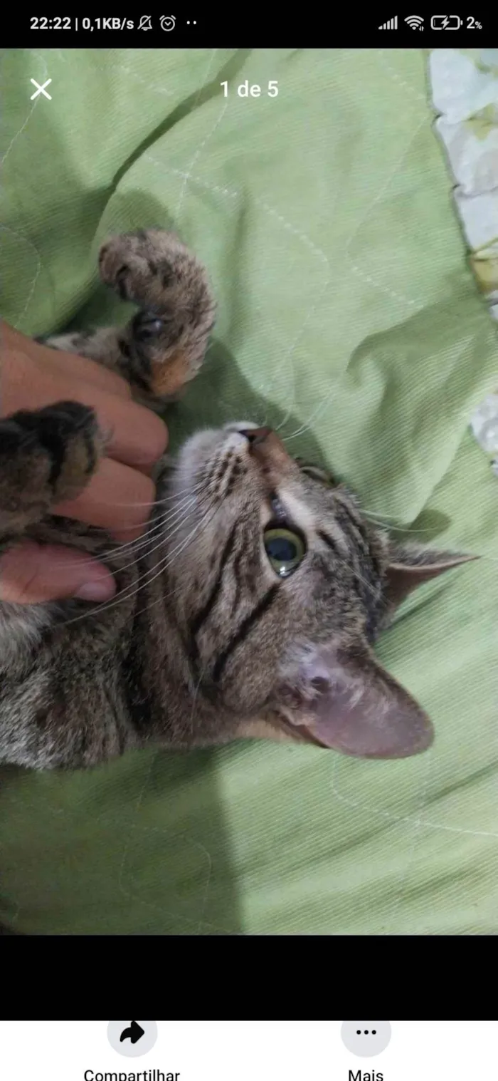 Gato ra a SRD-ViraLata idade 7 a 11 meses nome Princesa 