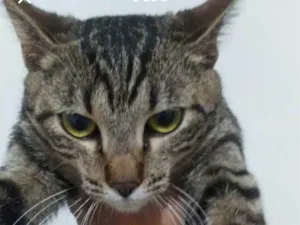 Gato raça SRD-ViraLata idade 7 a 11 meses nome Princesa 