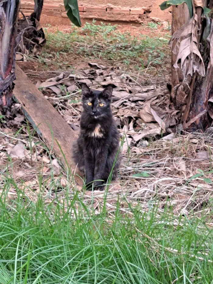 Gato ra a SRD-ViraLata idade 2 anos nome Jujuba