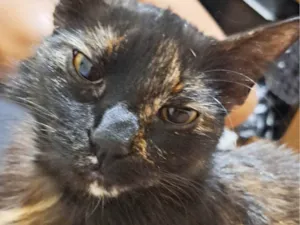 Gato raça SRD-ViraLata idade 2 anos nome Jujuba