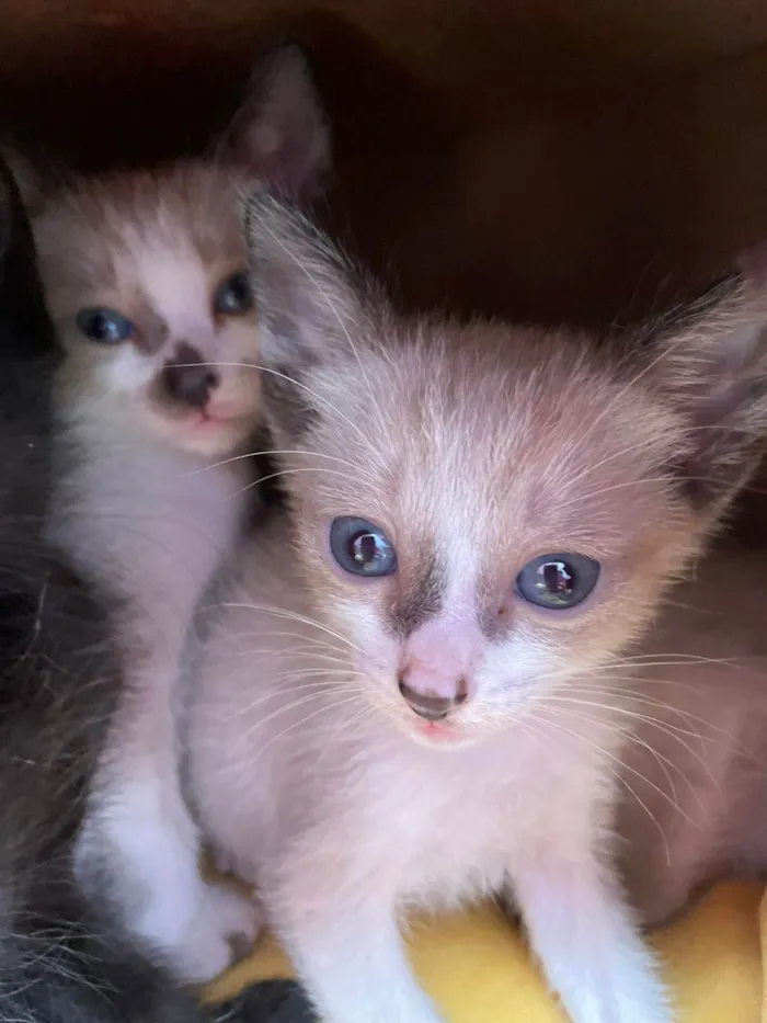 Gato ra a SRD-ViraLata idade Abaixo de 2 meses nome FILHOTE GATINHOS 