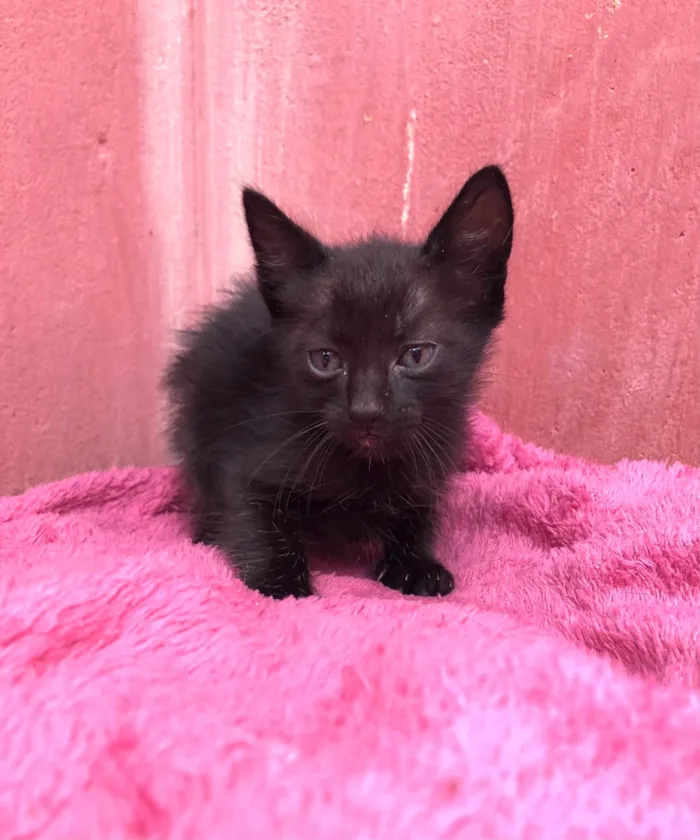 Gato ra a SRD-ViraLata idade Abaixo de 2 meses nome FILHOTE GATINHOS 