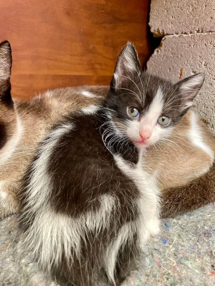 Gato ra a SRD-ViraLata idade Abaixo de 2 meses nome FILHOTE GATINHOS 