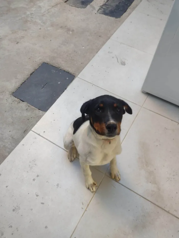 Cachorro ra a SRD-ViraLata idade 2 a 6 meses nome ayla