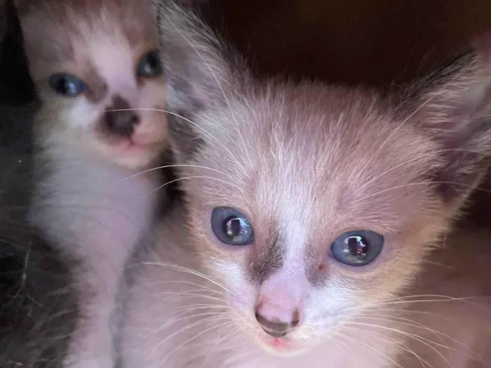 Gato ra a SRD-ViraLata idade Abaixo de 2 meses nome FILHOTE GATINHOS 